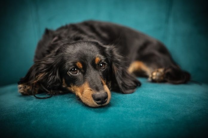 dog-3 Tips for Keeping Pets Safe in Cold Weather