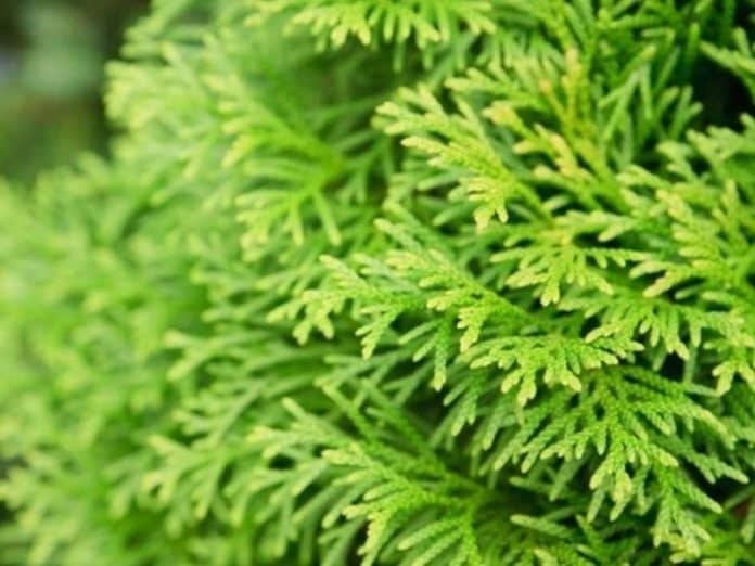 The Best Way to Protect Your Shrubs from the Cold