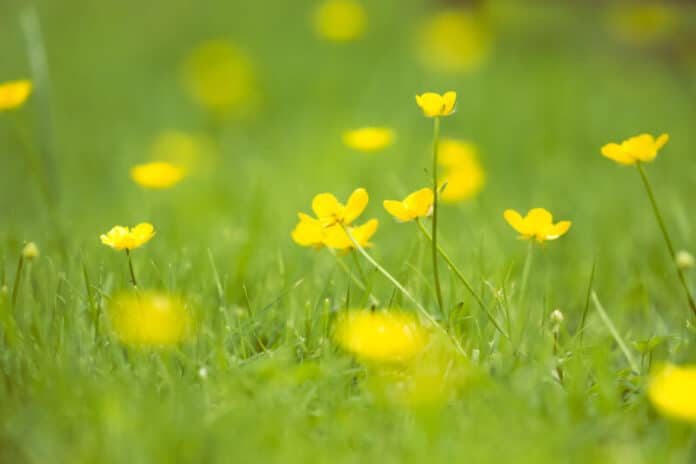 buttercups-in-sunshine-2021-11-24-19-30-31-utc