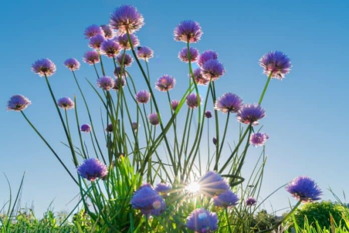 purple-flowers-sunny-day-2022-11-14-06-40-24-utc