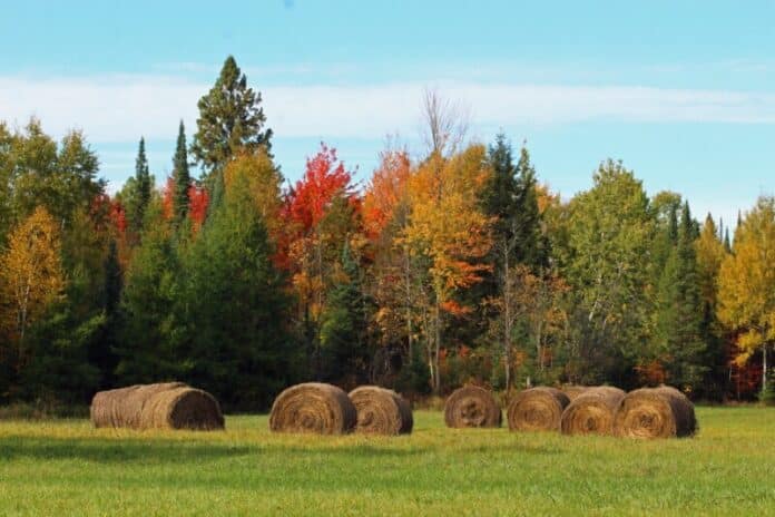 fall-hayfield-2022-11-11-06-01-18-utc