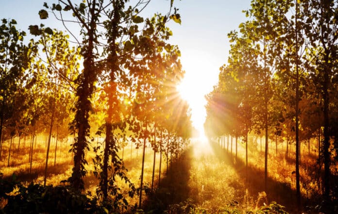 Sunny beams