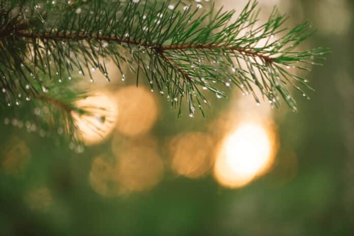 Christmas tree branches with dew drops close up tennessee
