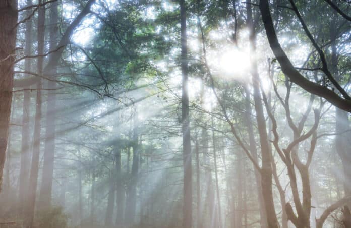 Sunny forest
