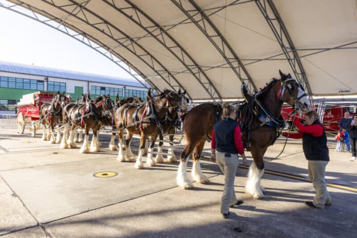 the-Budweiser-Clydesdales