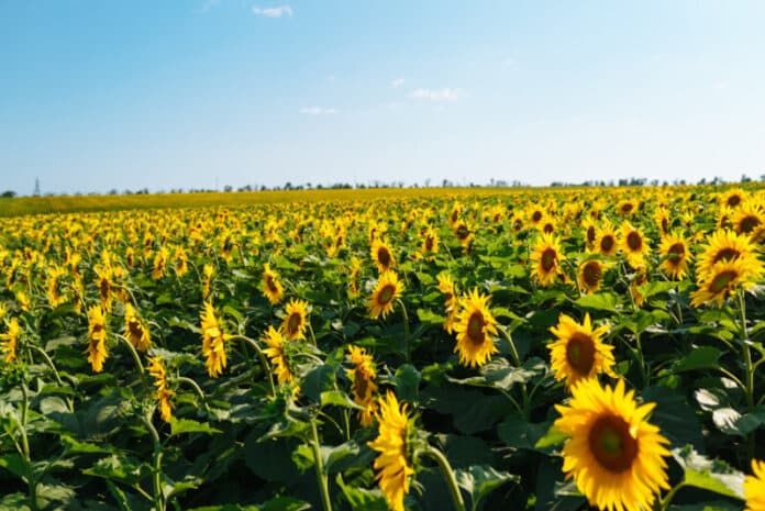Field of blooming sunflowers. Organic and natural floral background. Agricultural on a sunny day.
