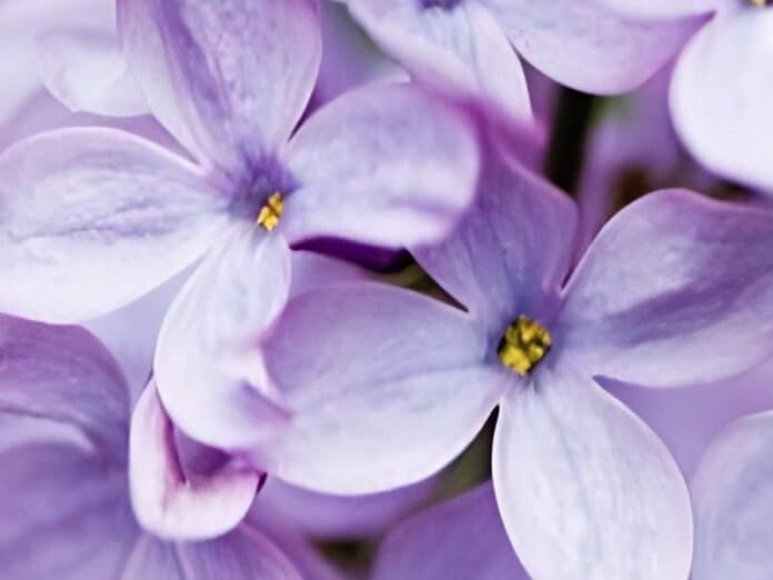 Emalee Sue Speiser Obit