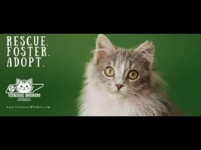 Tennessee-Whiskers-Cat-Rescue