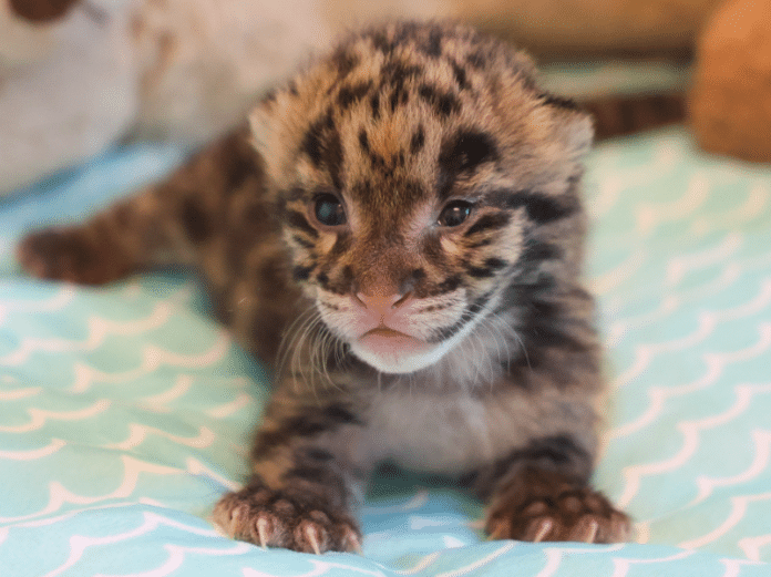 Nashville-Zoo-Welcomes-New-Female-Clouded-Leopard