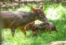Nashville Zoo Announces the Birth of a Southern Pudu