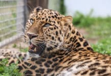 Nashville Zoo to Unveil New Leopard Forest Exhibit