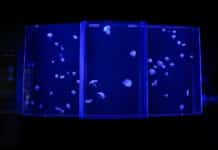Nashville Zoo Introduces Moon Jellyfish Habitat