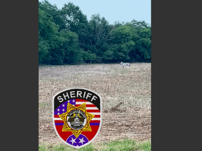 missing-zebra