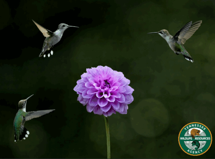 twra-photo-contest