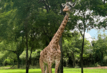 Nashville Zoo Mourns Loss of Beloved Giraffe Nasha