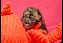 Nashville Zoo Celebrates Birth of Clouded Leopard Cub