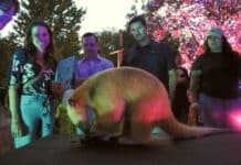 Nashville Zoo’s Sunset Safari Turns on Southern Charm