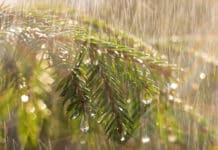 7/13/26: Moderate Rain Showers and 78, High of 83, Low of 72, Windy with Chance of Rain This Evening