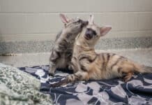 Nashville Zoo Announces Arrival of Aardwolf Pups