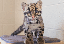 Nashville Zoo Welcomes Fourth Clouded Leopard Cub