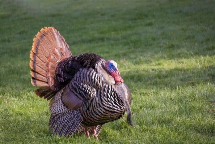 turkey