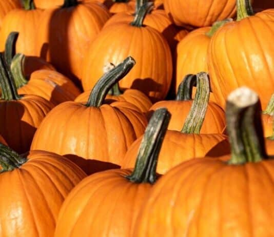 Hayrides, Pumpkin Patches and Corn Mazes in Middle Tennessee