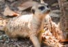 Nashville Zoo Welcomes New Meerkat