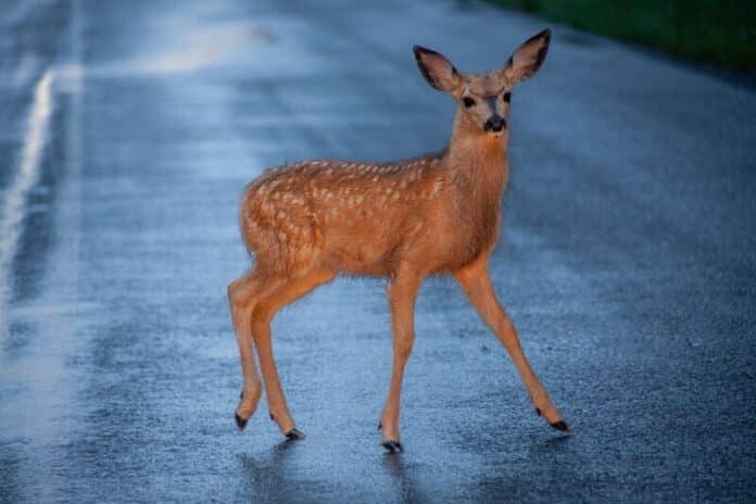 deer-in-road