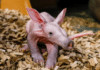 Nashville Zoo Welcomes First-Ever Aardvark Calf