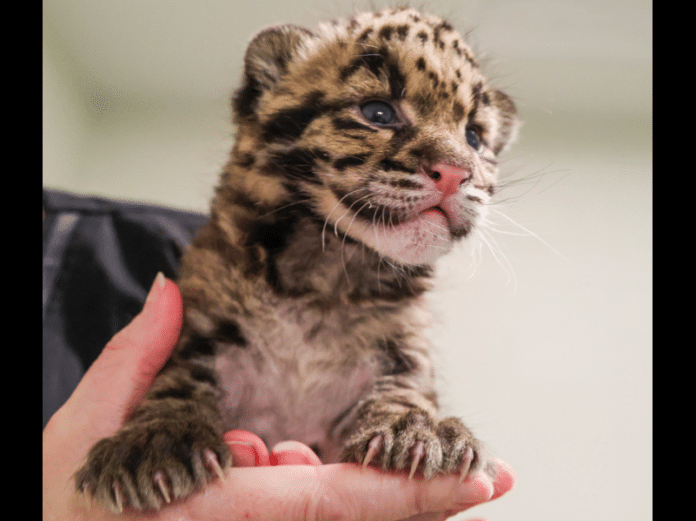 50th Clouded Leopard Cub