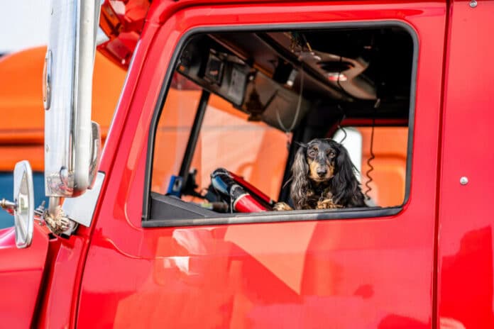 Brown Cocker Spaniel looks out of the window of the red big rig semi truck as reliable driver and cab protector How to respond when a truck loses cooling mid-route