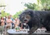 Nashville Zoo’s Sips for Species Event Returns