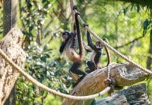 Nashville Zoo Gives Two Rescued Spider Monkeys a Safe Place to Call Home