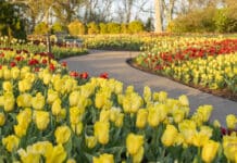 Cheekwood Estate & Gardens Named One of the Best Botanical Gardens in the U.S. Cheekwood in Bloom 2023.