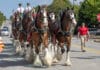 Budweiser Clydesdales Coming to Nashville to Honor Military Families