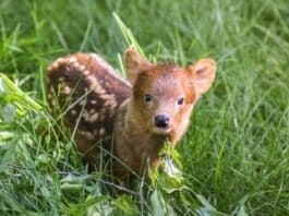 Nashville Zoo Welcomes Southern Pudu Fawn