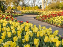 Events at Cheekwood Cheekwood in Bloom 2023.