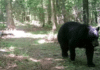 Black Bear Spotted In Backyard Of Dickson County Home