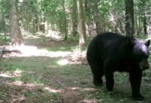 Black Bear Spotted In Backyard Of Dickson County Home