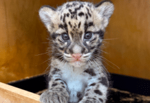 Nashville Zoo Welcomes New Clouded Leopard Cub Born in May