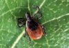 Tick Activity Rises in Middle Tennessee, Here’s What to Know
