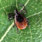 Tick Activity Rises in Middle Tennessee, Here’s What to Know