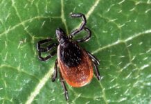 Tick Activity Rises in Middle Tennessee, Here’s What to Know