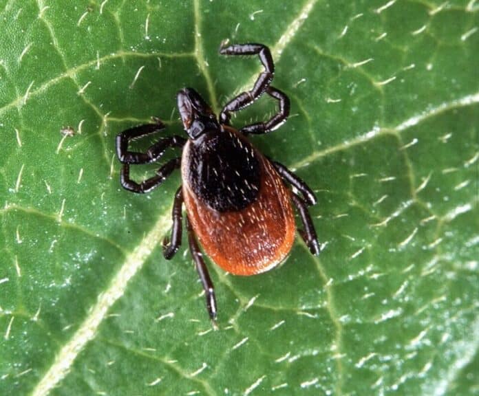 Bug_insect_ixodes_scapularis