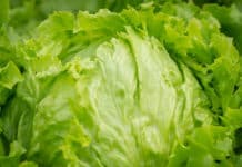 Taylor Fresh Foods Recalls Iceberg Lettuce Over Possible Cyclospora Contamination
