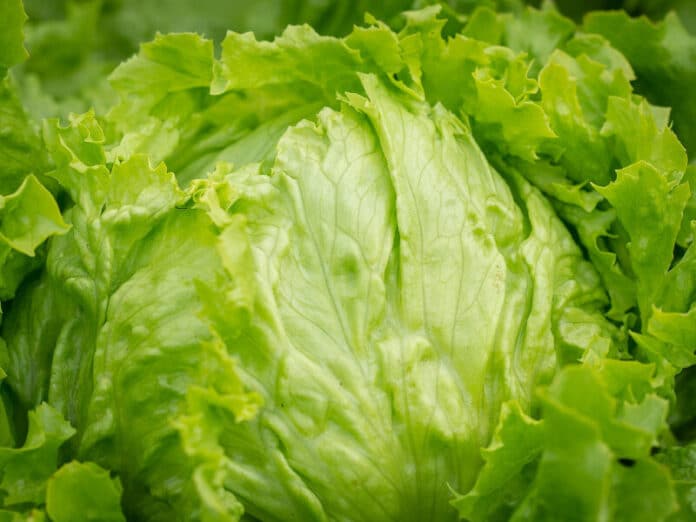 Lettuce