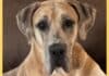 Sawyer Wins Pet Lovers’ Choice Awards for Tennessee Sawyer