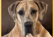 Sawyer Wins Pet Lovers’ Choice Awards for Tennessee Sawyer