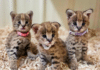 Nashville Zoo Announces Birth of Three Serval Kittens