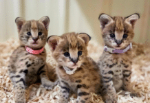 Nashville Zoo Announces Birth of Three Serval Kittens